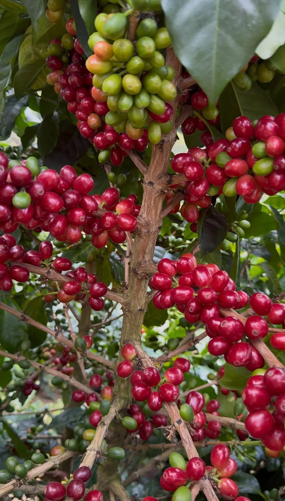 Real origin photography for the microlots coffee sourcing program