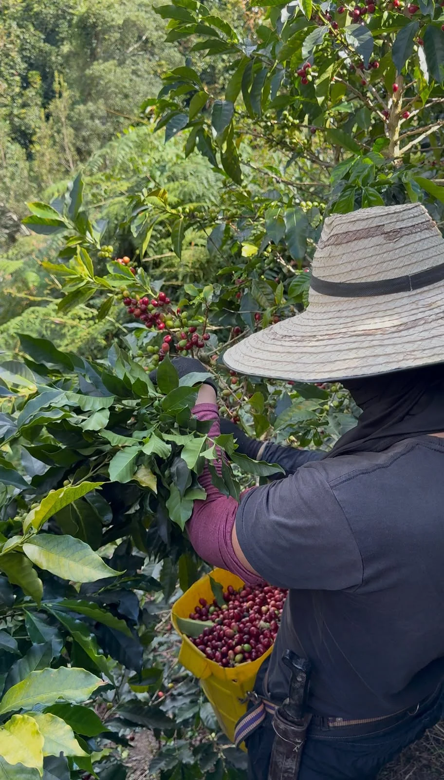 Real origin photography for the reserve coffee sourcing program