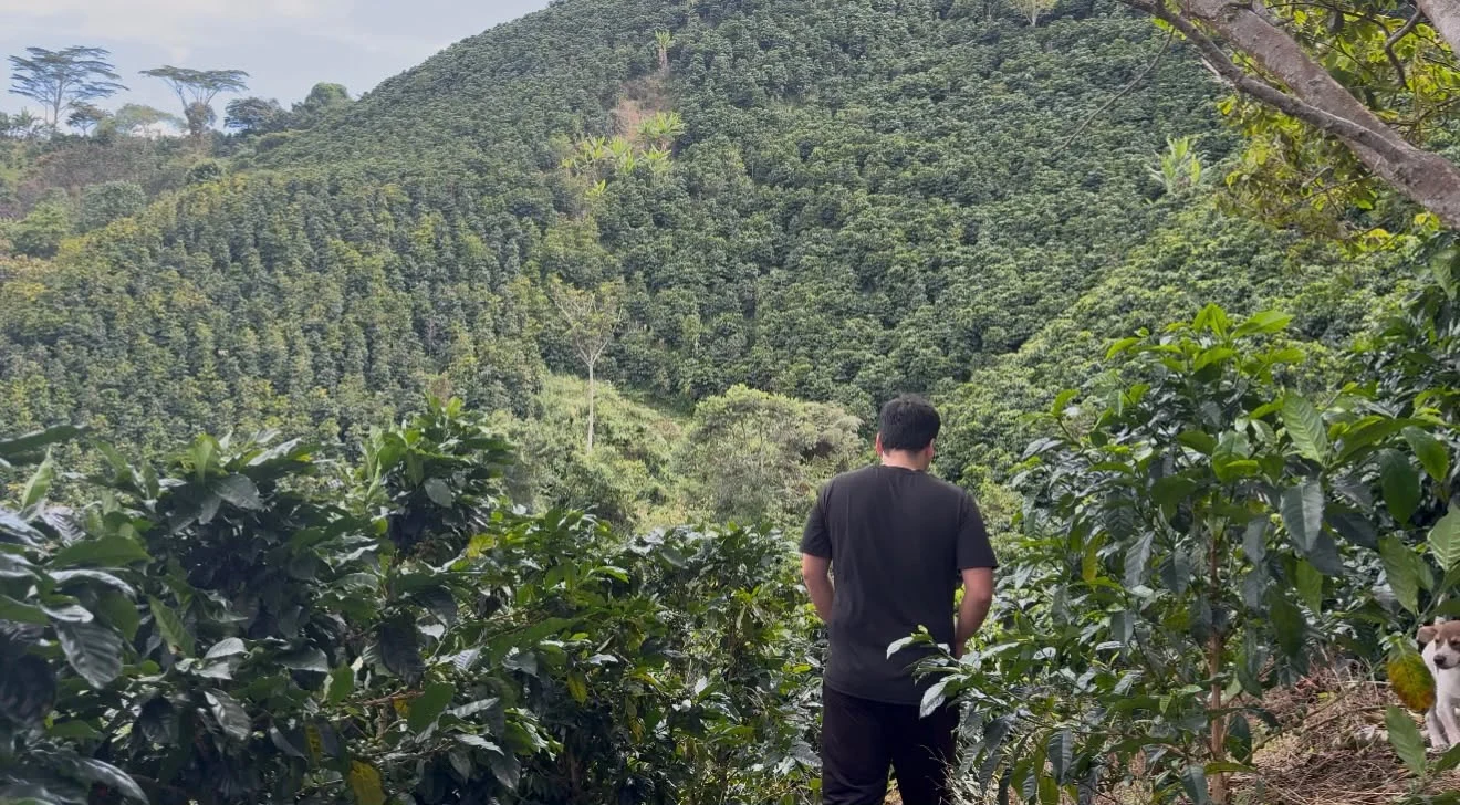 Jaiver walking among coffee trees on a farm in Pitalito